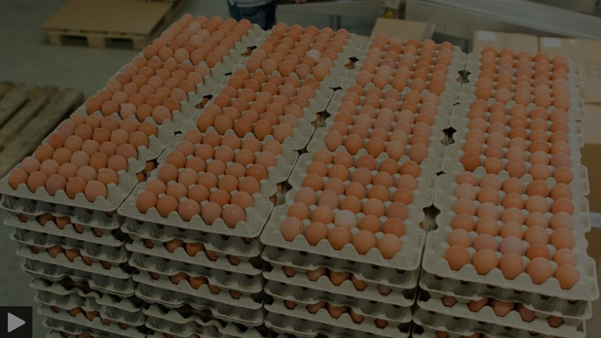 Die Eierlüge – Alles was ihr über eure Eier wissen solltet